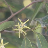 Hydnocarpus castaneus Hook.f. & Thomson